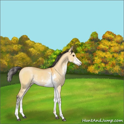Horse Color:Buckskin Dun Sabino 