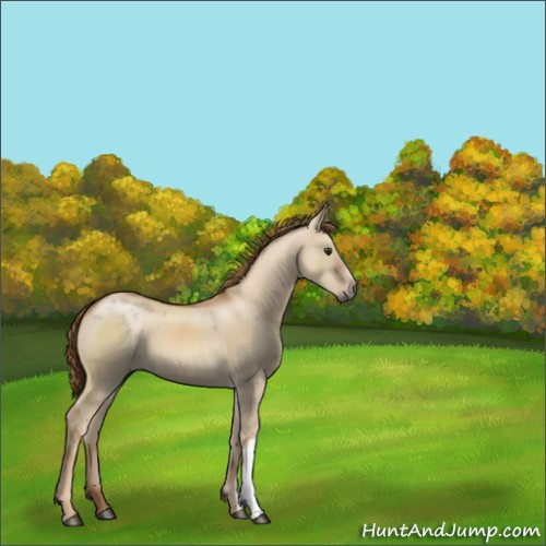 Horse Color:Red Dun 