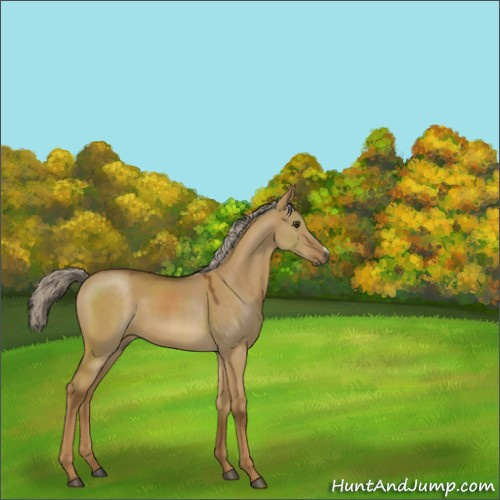Horse Color:Chocolate Palomino Dun 