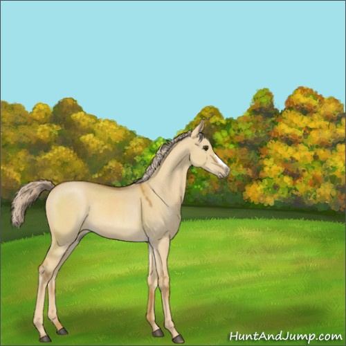 Horse Color:Palomino Dun 