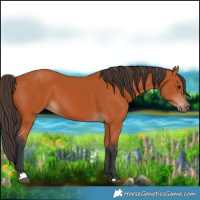 Horse Color:Bay 