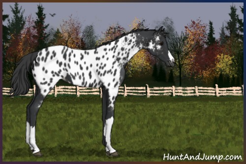 Horse Color:Black Appaloosa 