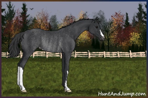 Horse Color:Black Appaloosa Rabicano 