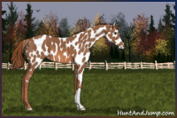 Horse Color:Chestnut Appaloosa 