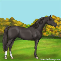 Horse Color:Smoky Black