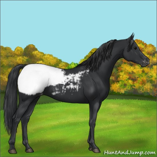 Horse Color:Black Appaloosa 