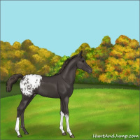 Horse Color:Smoky Black Appaloosa 