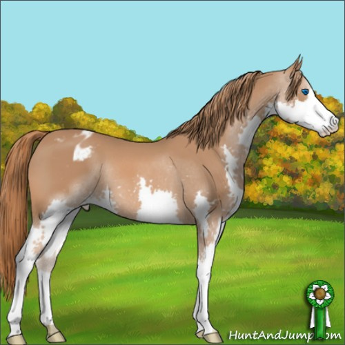 Horse Color:Chestnut Splash Appaloosa 