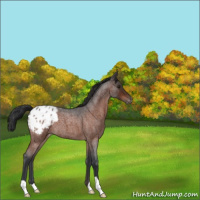 Horse Color:Brown Roan Appaloosa 