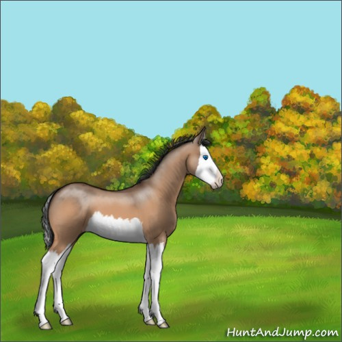 Horse Color:Bay Dun Splash 