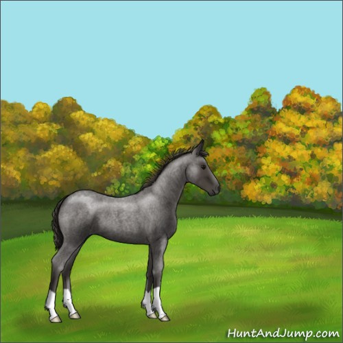 Horse Color:Smoky Blue Roan 