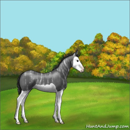 Horse Color:Black Ice Splash 