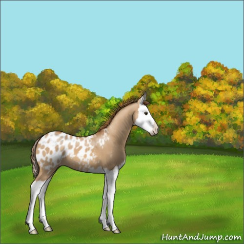Horse Color:Red Dun Splash Appaloosa 