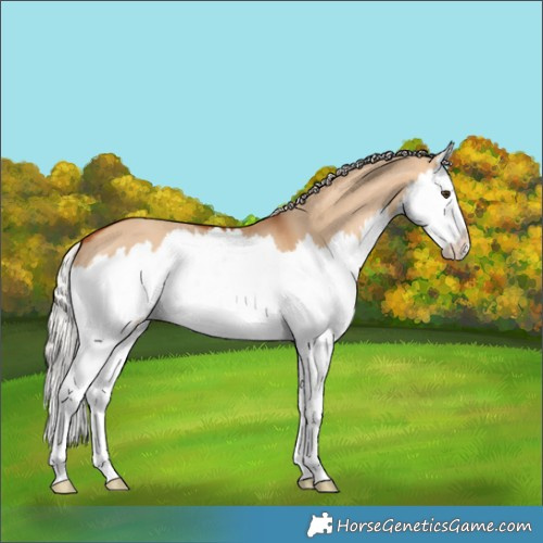 Horse Color:Silver Bay Dun Splash 