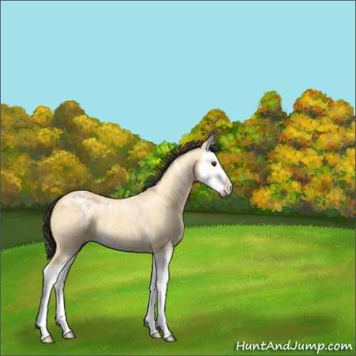 Horse Color:Buckskin Ice Roan Dun Splash 
