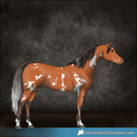 Horse Color:White Spotted Bay Rabicano