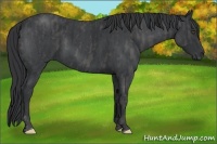 Horse Color:Blue Roan Brindle