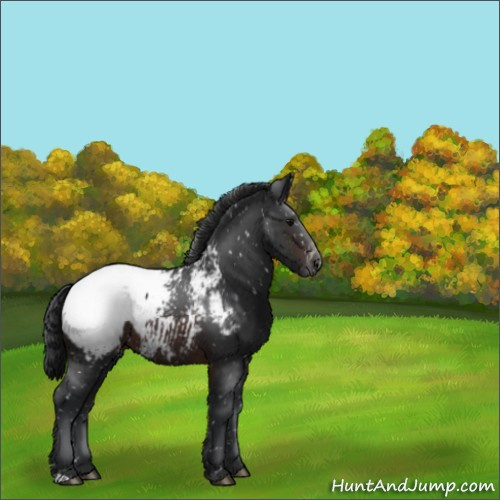 Horse Color:Brown Appaloosa 