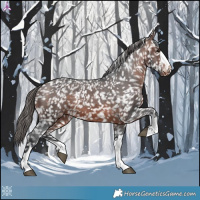 Horse Color:Brown Appaloosa 