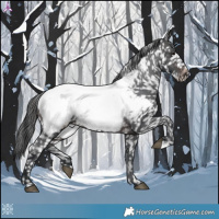 Horse Color:Brown Appaloosa 