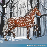 Horse Color:Silver Brown Appaloosa 