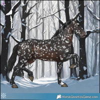 Horse Color:Brown Appaloosa 