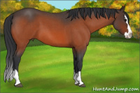 Horse Color:Bay Roan Splash 