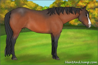Horse Color:Bay Roan Splash