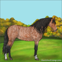 Horse Color:Bay Roan Sabino Rabicano  and Bay Roan Sabino Rabicano 