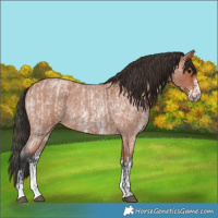 Horse Color:Bay Roan Sabino Rabicano and Bay Roan Sabino Rabicano