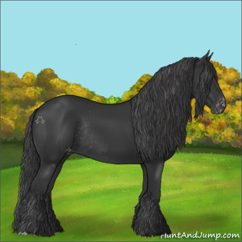 Horse Color:Black Appaloosa Rabicano