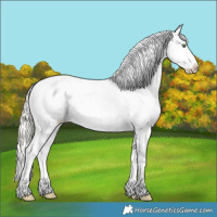 Horse Color:White Spotted Silver Classic Cream Champagne Roan Splash Blanket Rabicano 
