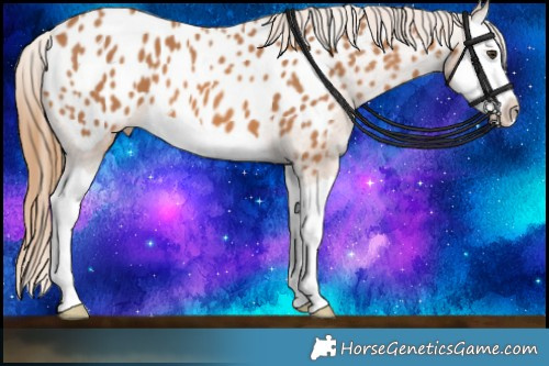 Horse Color:Chestnut Splash Appaloosa 