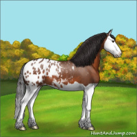 Horse Color:Bay Splash Appaloosa 