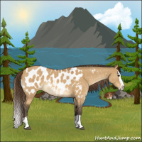 Horse Color:Buckskin Roan Dun Splash Appaloosa 