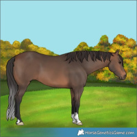 Horse Color:Brown 