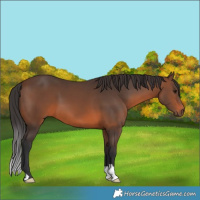 Horse Color:Brown 
