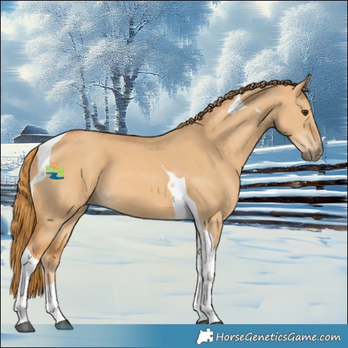 Horse Color:Red Dun Tobiano 