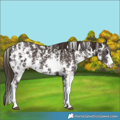 Horse Color:Liver Chestnut Sabino 