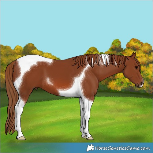 Horse Color:Chestnut Tobiano 