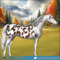 Horse Color:White Spotted Liver Chestnut Mushroom Appaloosa 