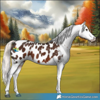 Horse Color:White Spotted Liver Chestnut Mushroom Appaloosa 