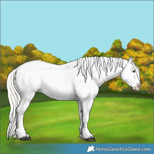 Horse Color:Silver Buckskin Dun Appaloosa 