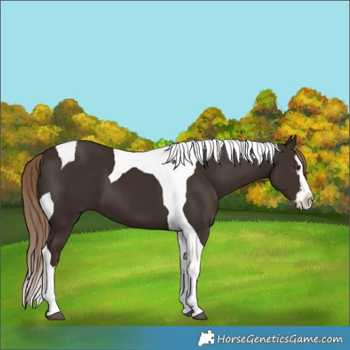Horse Color:Liver Chestnut Splash Tobiano 