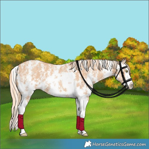Horse Color:Gold Champagne Sabino Splash 