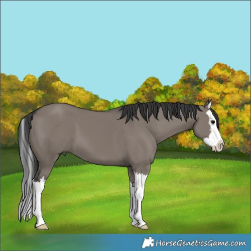Horse Color:White Spotted Grullo Splash 