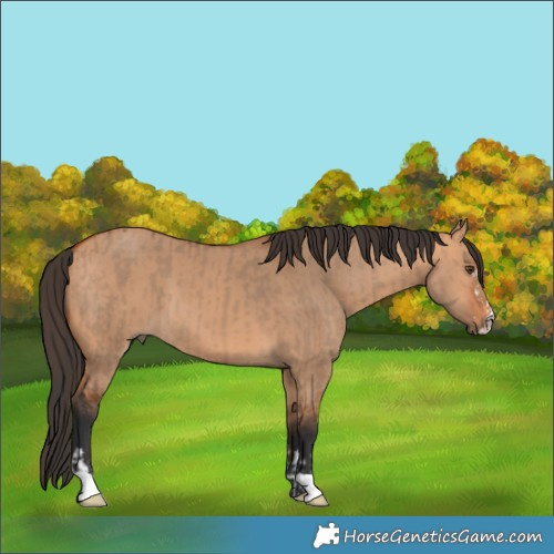 Horse Color:Bay Dun  and Bay Dun 