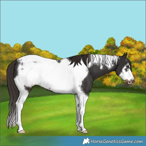 Horse Color:Liver Chestnut Tobiano Frame 