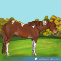 Horse Color:Chestnut Tobiano