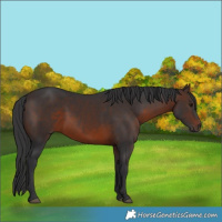 Horse Color:Brown 